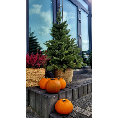 Choinka sztuczna Świerk kaukaski w donicy